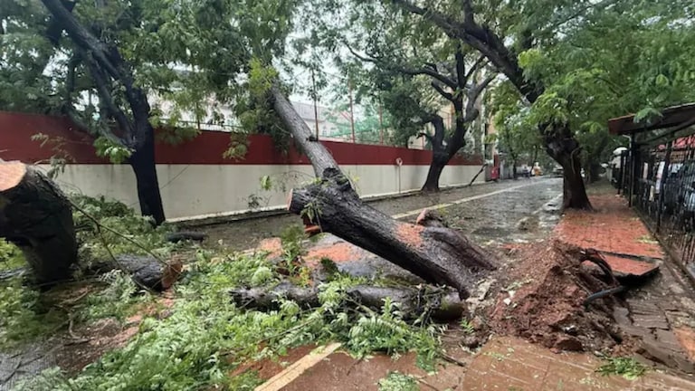 मुंबईची खबर : मुंबईत 1700 हून अधिक झाडं कोसळली, तीन मृत्यू, बीएमसीने काय सांगितलं? Mumbai News