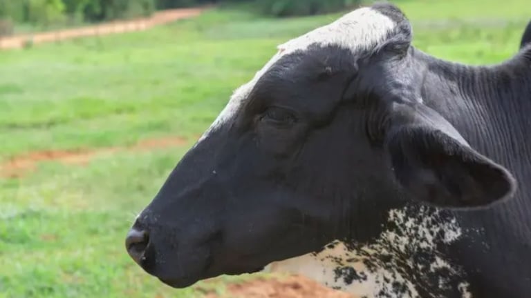 नागपूरमध्ये नराधमाचा गायीवर लैंगिक अत्याचार, आरोपी विवाहित असल्याची माहिती Nagpur crime