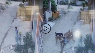 भयंकर! चिमुकली शाळेत जाण्यासाठी थांबली, 6 भटके कुत्रे आले अन्..VIDEO Mumbai Tak