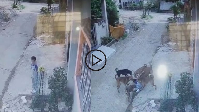 भयंकर! चिमुकली शाळेत जाण्यासाठी थांबली, 6 भटके कुत्रे आले अन्..VIDEO gondia stray dog attack