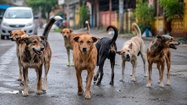 कल्याणमध्ये कुत्र्यांचा कहर! 24 तासांत तब्बल 161 जणांना चावा, KDMC चा संतापजनक कारभार kalyan dog attack 161 people bitten 11 year old girl serious injured kdmc