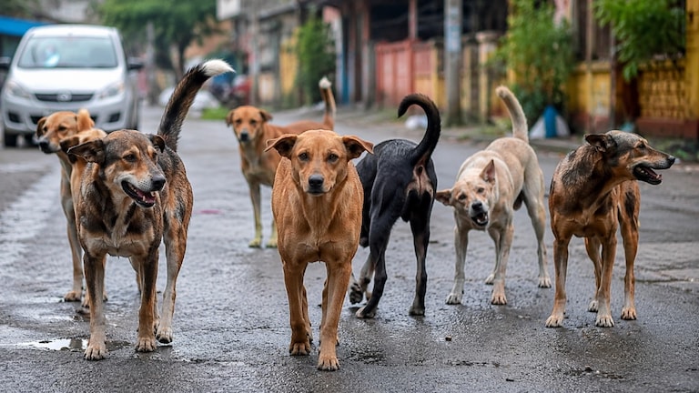 कल्याणमध्ये कुत्र्यांचा कहर! 24 तासांत तब्बल 161 जणांना चावा, KDMC चा संतापजनक कारभार kalyan dog attack 161 people bitten 11 year old girl serious injured kdmc