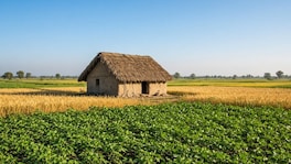 शेतातील झोपडीत सहा वर्षांच्या मुलीवर अत्याचार, थोरल्या बहिणीने नको तेच पाहिलं अन्.. crime news (AI)