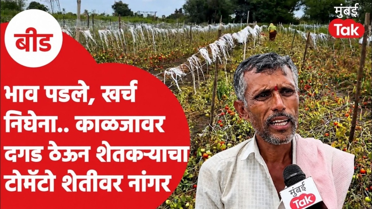 सरकारचा घोषणांचा पाऊस, शेतकऱ्याच्या हातात काहीच नाही? टोमॅटो शेतीवर नांगर फिरवला