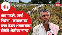सरकारचा घोषणांचा पाऊस, शेतकऱ्याच्या हातात काहीच नाही? टोमॅटो शेतीवर नांगर फिरवला Tomato Price Crisis