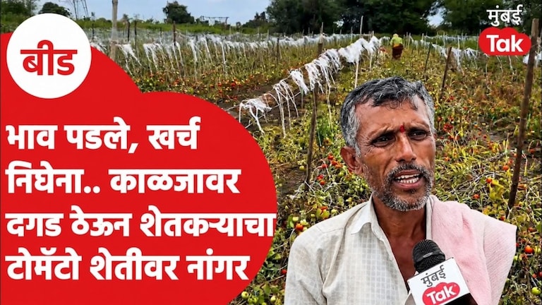 सरकारचा घोषणांचा पाऊस, शेतकऱ्याच्या हातात काहीच नाही? टोमॅटो शेतीवर नांगर फिरवला Tomato Price Crisis
