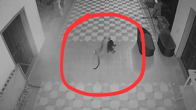 फार्महाऊसवर बिबट्या विरुद्ध ‘रॉकी’ची थरारक झुंज, CCTV फुटेज पाहून मनसे नेते राजू पाटीलही हादरले!