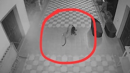 फार्महाऊसवर बिबट्या विरुद्ध ‘रॉकी’ची थरारक झुंज, CCTV फुटेज पाहून मनसे नेते राजू पाटीलही हादरले! murbad leopard attack rocky dog mns leader raju patil farmhouse cctv