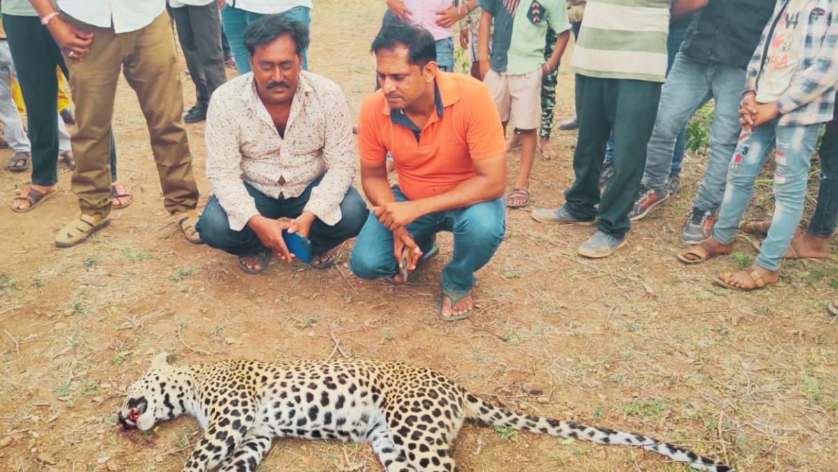 Leopard attacked on seeing the person, seriously injured, people did this condition of the man-eating animal