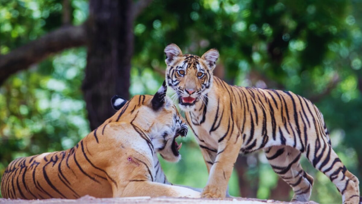 Three tigers were seen having fun together in the middle of the road blocking the way of tourists, tourists captured the view on camera