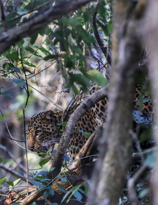 leopard news, mandla News, mp news, viral news