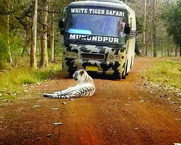 rewa news White Tiger Safari mp news mp wild life