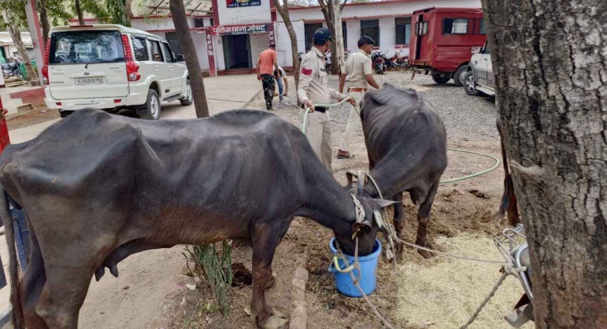 Alirajpur, Alirajpur News, MP News, Police, Crime, buffaloes