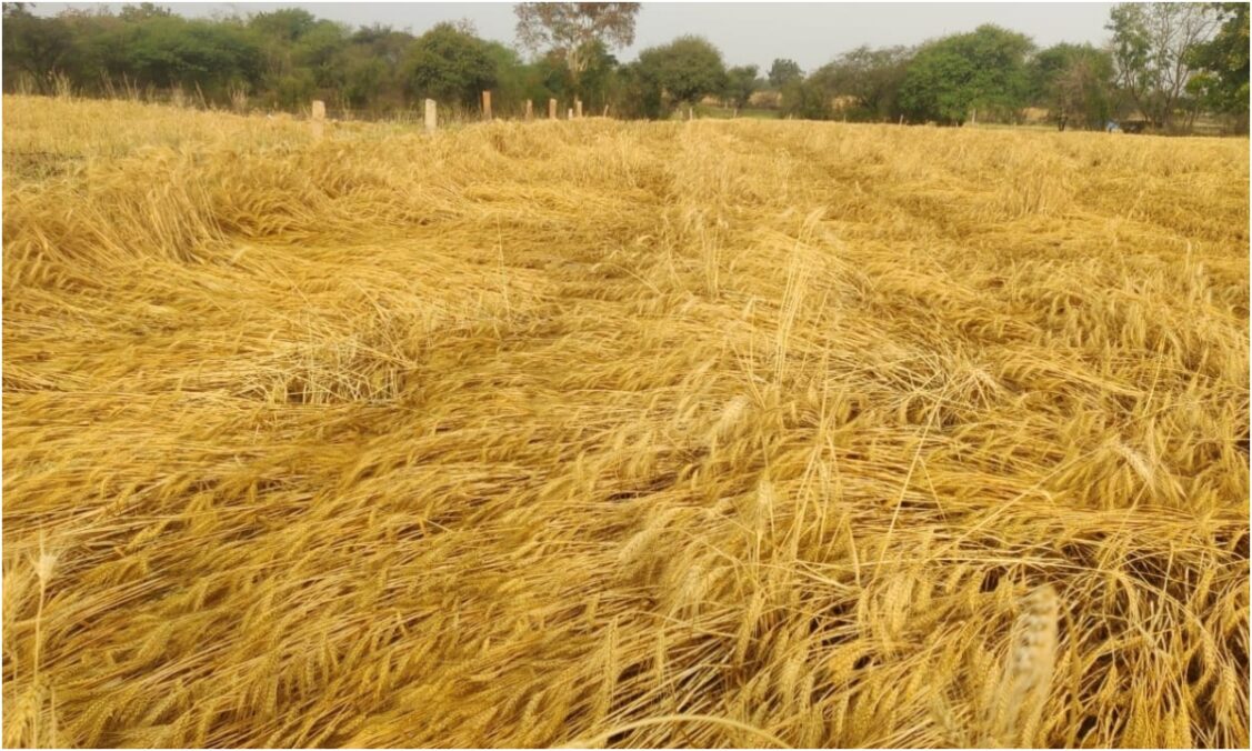 Unseasonal rains in Madhya Pradesh, hailstorm caused farmers to face heavy loss of crops