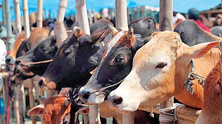 राज्यात लंपी रोगाचा प्रादुर्भाव झपाट्याने वाढतोय; माणसांना या विषाणूपासून धोका आहे का? Mumbai Tak