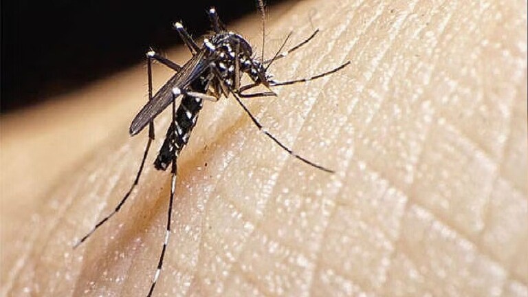 Zika Virus : पालघरमध्ये आढळला झिका व्हायरसचा रूग्ण, सात वर्षांच्या मुलीला लागण Mumbai Tak