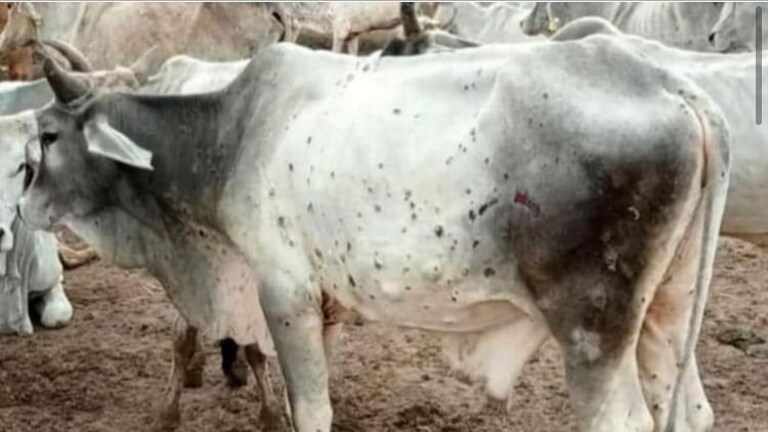Lumpy skin disease virus : लम्पी व्हायरसचा गायीच्या दुधावरही परिणाम होतोय का?; कशी घ्याल खबरदारी? Mumbai Tak