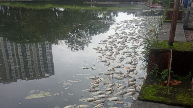 पांडवकालीन शिवमंदिराच्या आवारातील तलावात हजारो माशांचा अचानक मृत्यू Mumbai Tak