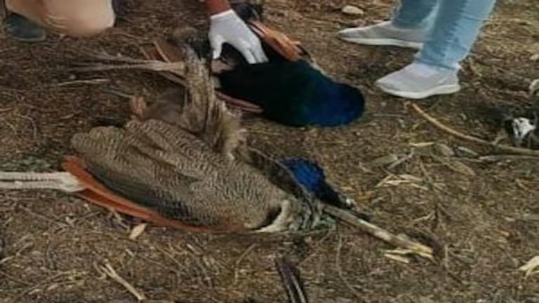 अकोला : पिंपळखुटा शिवारात आढळले मृतावस्थेतील पक्षी, पक्ष्यांचे नमुने प्रयोगशाळेकडे रवाना Mumbai Tak