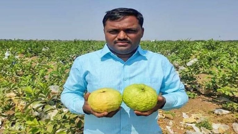 पेरुच्या शेतीतून गवसला यशाचा मार्ग, नगरच्या तरुण शेतकऱ्याच्या धाडसाची सर्वत्र चर्चा Mumbai Tak