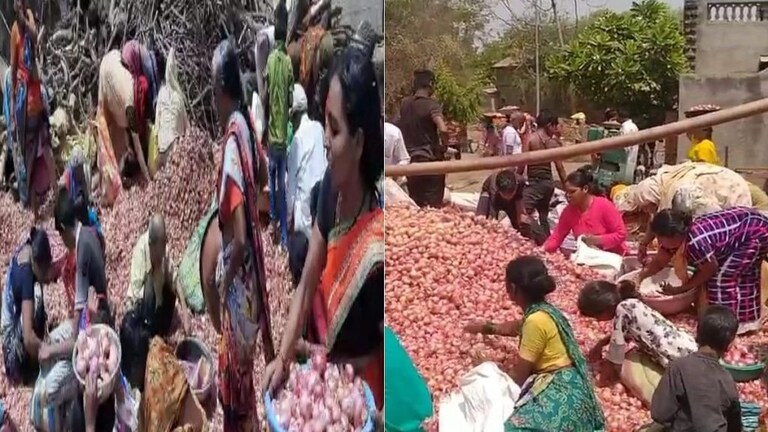 बुलडाणा : योग्य भाव न मिळाल्याने २०० क्विंटल कांदा शेतकऱ्याने मोफत वाटला Mumbai Tak