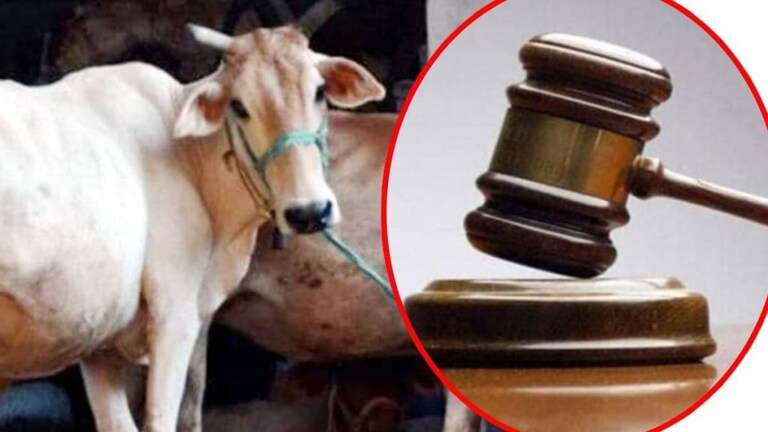 गायीला राष्ट्रीय प्राणी घोषित करा; न्यायालयाची सरकारला कायदा करण्याचा सूचना Mumbai Tak