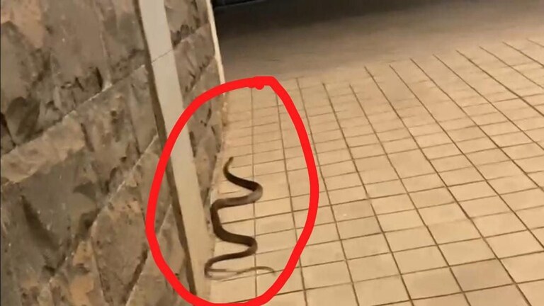 जिल्हाधिकारी कार्यालयामध्येच सोडला साप, कोणी केलं भयंकर कृत्य? Mumbai Tak