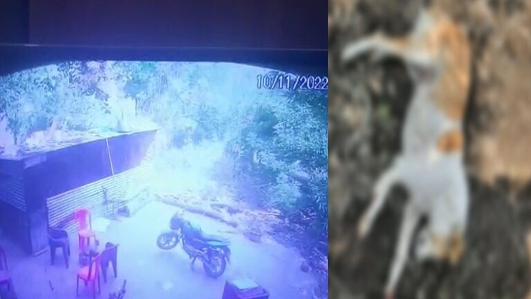 बीडमधली धक्कादायक घटना! कुत्रा अंगावर भुंकला म्हणून बंदुकीने गोळी घालून हत्या Mumbai Tak