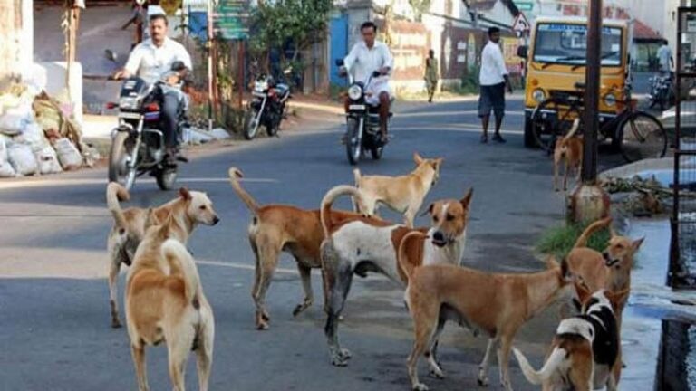 धक्कादायक! रत्नागिरी शहरात एका रात्रीत २१ कुत्र्यांचा संशयास्पद मृत्यू Mumbai Tak