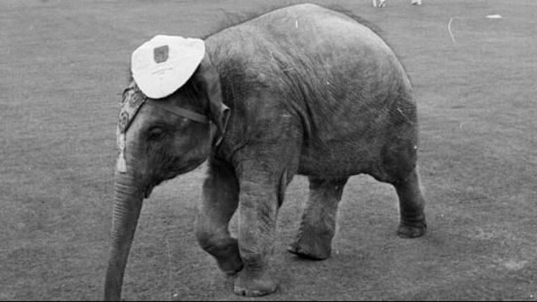 हत्तीण मैदानावर आली आणि भारताने इंग्लंडला धोबीपछाड दिला Mumbai Tak