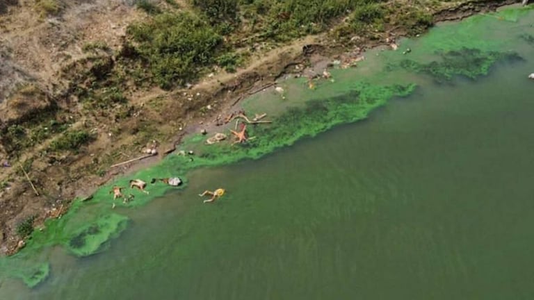 कोरोना काळात गंगा किनारी किती मृतदेह पुरले ते सांगा? NGT चे UP-Bihar सरकारला आदेश Mumbai Tak