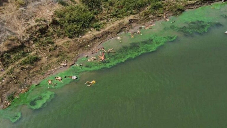 कोरोना काळात गंगा किनारी किती मृतदेह पुरले ते सांगा? NGT चे UP-Bihar सरकारला आदेश Mumbai Tak