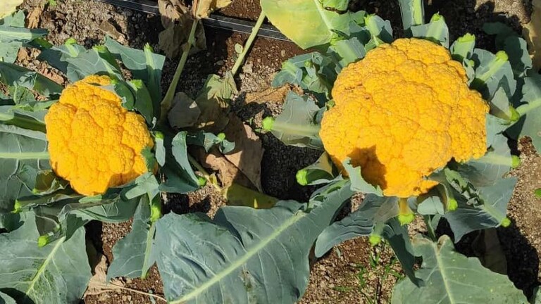 आता जेवणाच्या ताटात येणार पिवळा, जांभळा फ्लॉवर.. Mumbai Tak