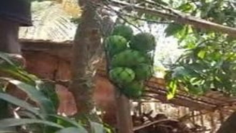 हापूस आलाय! पहिली पेटी पुण्याकडे रवाना Mumbai Tak