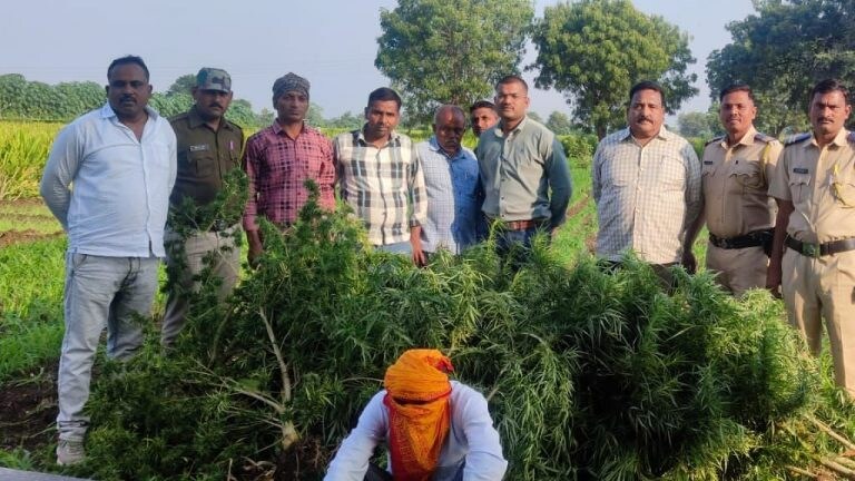 हिंगोली : हळदीच्या पिकात गांज्याचं आंतर-पीक, ७६ किलो माल पोलिसांनी केला जप्त Mumbai Tak