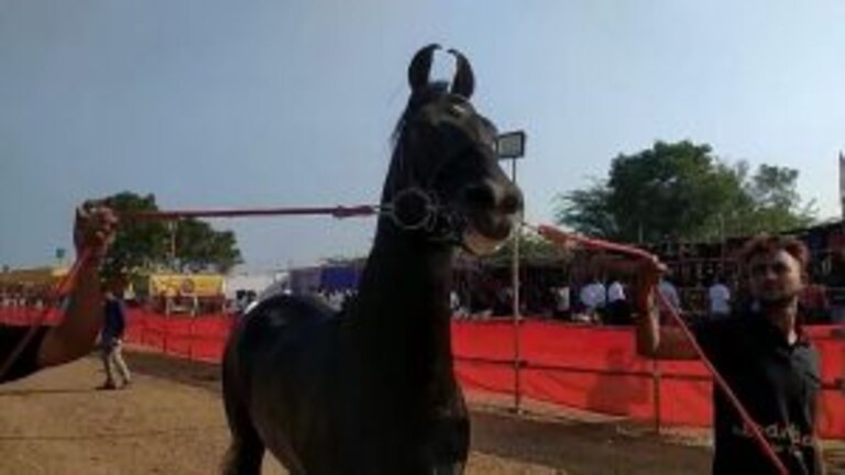 सारंगखेड्यातला रावण घोडा ठरतोय चर्चेचा विषय, पाच कोटींची बोली Mumbai Tak