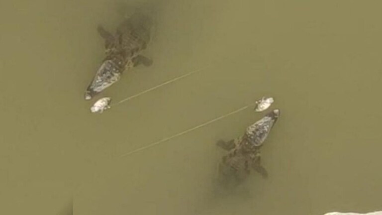 कोल्हापूर : पकडायला गेला मासा आणि गळाला लागली 6 फुटांची मगर; दुधगंगा नदीपात्रातील घटना Mumbai Tak