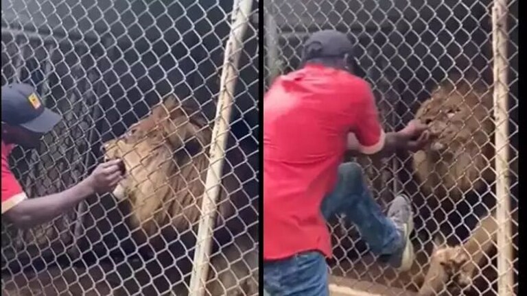 Viral Video : सिंहाच्या पिंजऱ्यात पर्यटकाने हात घातला, वनराजाने घडवली जन्माची अद्दल Mumbai Tak