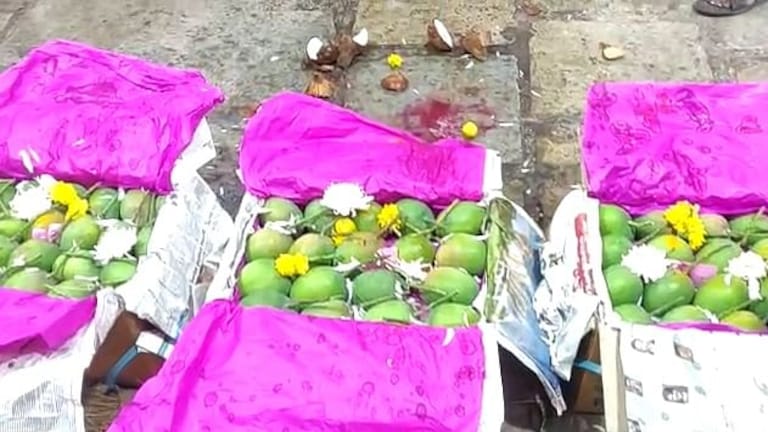 फळांचा राजा हापूस आंबा वाशीच्या एपीएमसी मार्केटमध्ये दाखल, पेटीला ‘हा’ भाव Mumbai Tak
