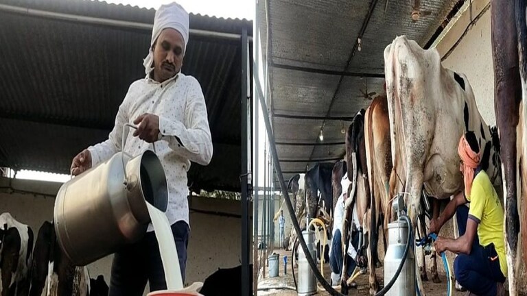 मोडला नाही कणा…नापिकीला कंटाळून दुग्धव्यवसायाकडे वळलेला शेतकरी कमावतोय लाखोंमध्ये Mumbai Tak