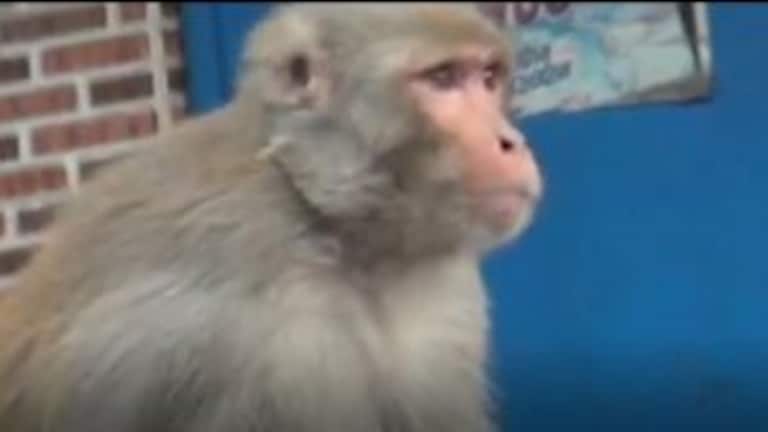 दिसलं कुत्र्याचं पिल्लू की फेक झाडावरून खाली! बीडमधल्या गावात वानरांची जबरदस्त दहशत Mumbai Tak