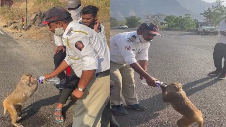 Viral Video : जेव्हा पोलीस कर्मचारी रणरणत्या उन्हात माकडाची तहान शमवतो Mumbai Tak