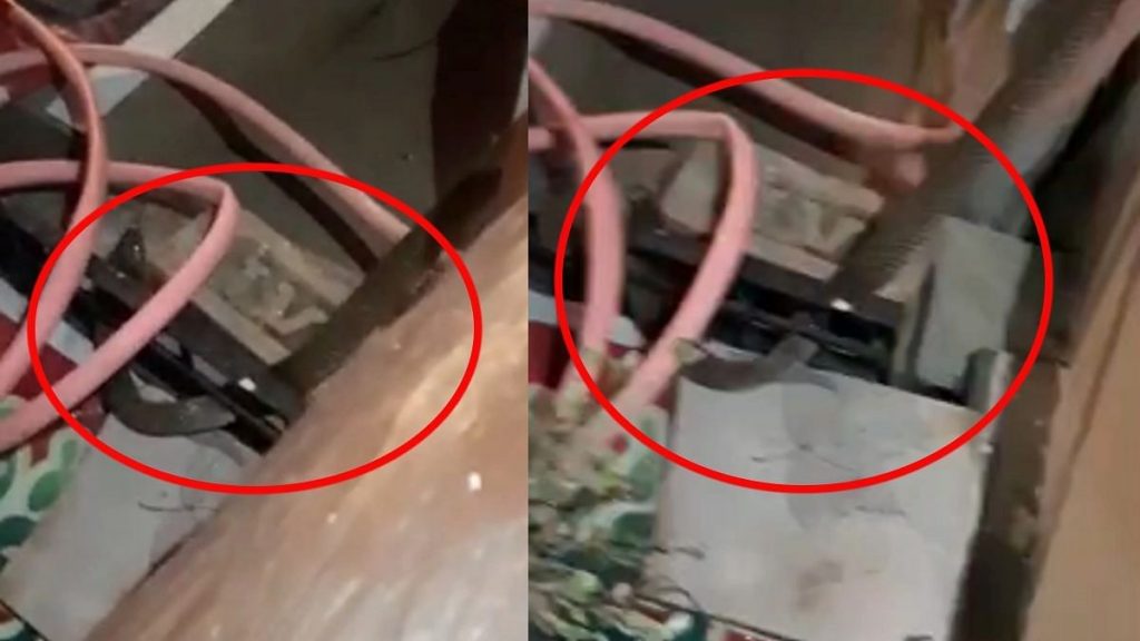 अरे बापरे! कुरियर बॉक्स उघडताच निघाला कोब्रा; नागपुरातील घटना Mumbai Tak