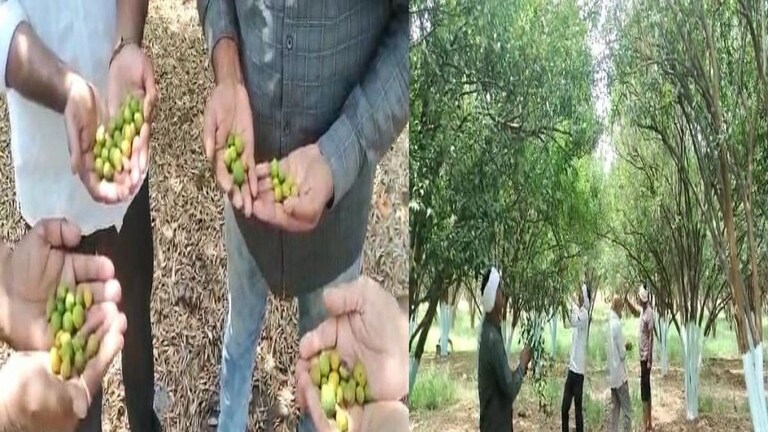 उन्हाच्या झळांनी कोमेजला नागपूरचा ‘अंबिया बहार’; संत्र-मोसंबीला गळती, शेतकरी चिंतेत Mumbai Tak