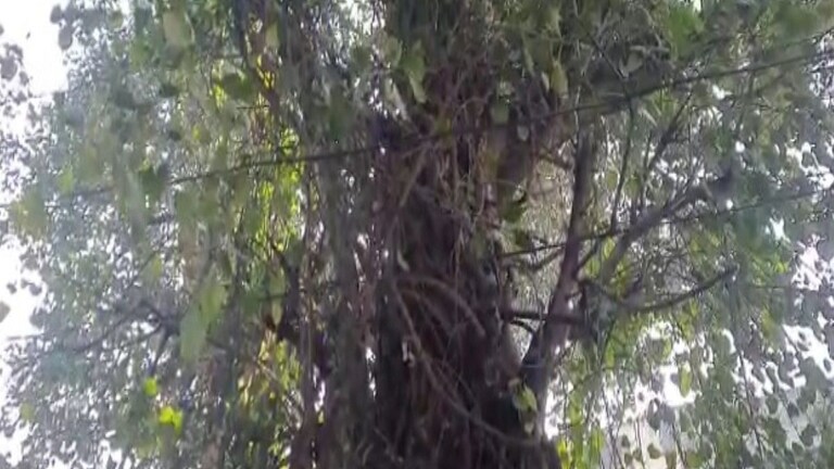 Nagpur : एका पिंपळाच्या झाडासाठी एकवटले ‘नागपूरकर’; कारण… Mumbai Tak