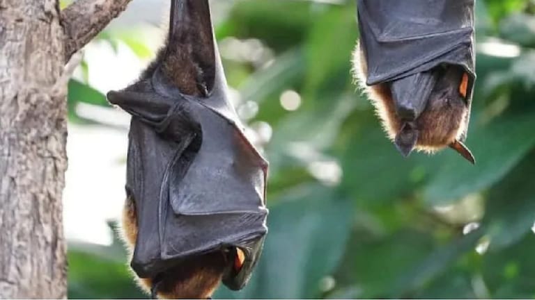Nipah Virus : निपाह विषाणूचा संसर्ग कसा होतो? लागण झाल्यास उपाय काय? समजून घ्या… Mumbai Tak