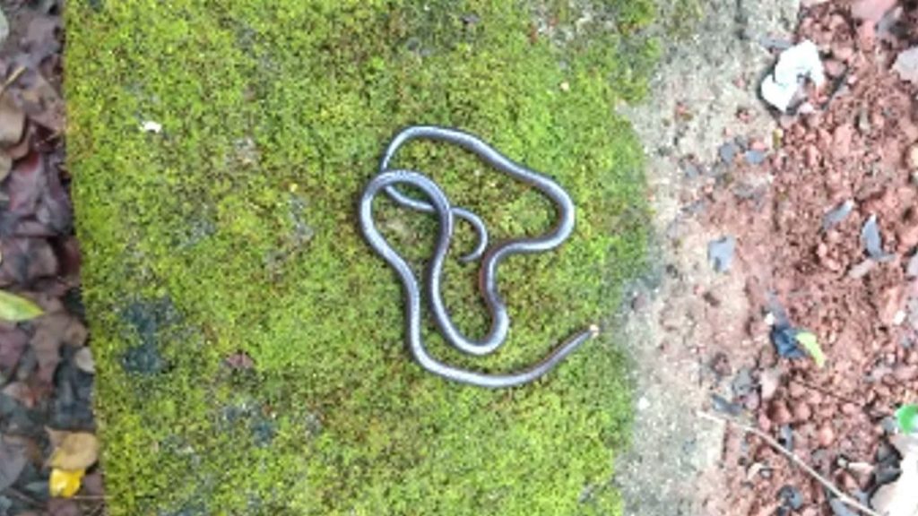 पश्चिम घाटात आढळला विषारी ‘पोवळा’ साप; कसा ओळखायचा हा दुर्मिळ साप? Mumbai Tak