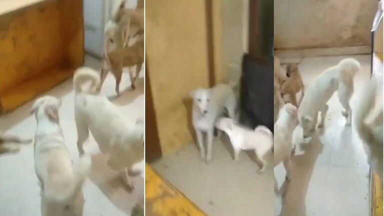 धक्कादायक! पोटच्या मुलाला 22 कुत्र्यांसोबत खोलीत डांबलं, निर्दयी आई-बापाविरुद्ध गुन्हा दाखल Mumbai Tak