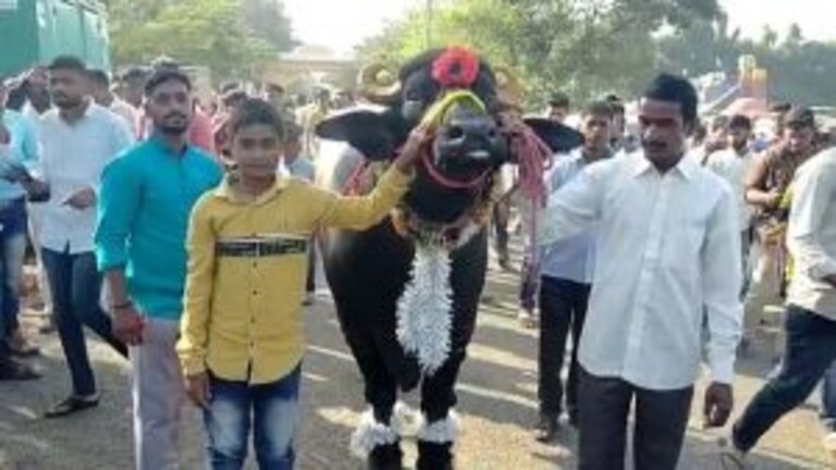 सांगलीतल्या दीड टनाच्या रेड्याचा हत्तीपेक्षाही मोठा थाट! कृषी प्रदर्शनात ‘गजेंद्र’चीच चर्चा Mumbai Tak