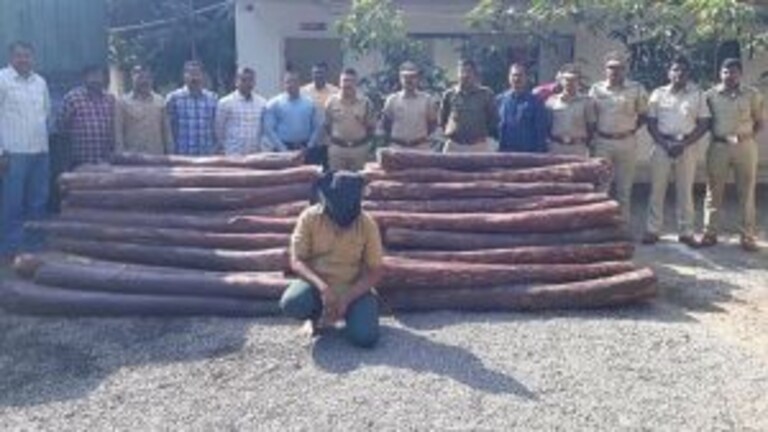 कर्नाटकचा ‘पुष्पा’ सांगलीत पकडला ! तब्बल २ कोटी ४५ लाखांचे रक्तचंदन जप्त Mumbai Tak